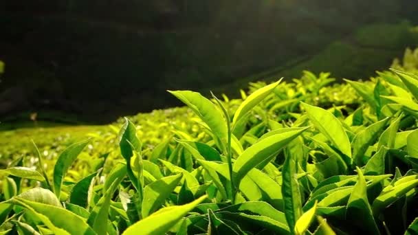 Färska gröna teblad nära på teplantager i Munnar, Kerala, Indien. — Stockvideo