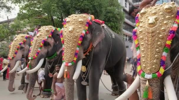 Elefantes participando do festival do templo no templo de Siva, Ernakulam, Índia — Vídeo de Stock