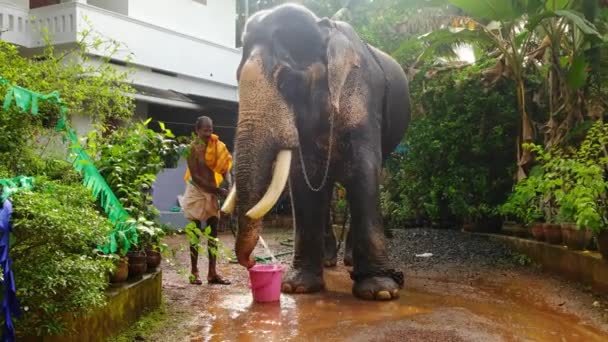 인도 케랄라에 있는 사원 코끼리를 씻고 있는 신원 확인되지 않은 남자들, 칸 누르 — 비디오