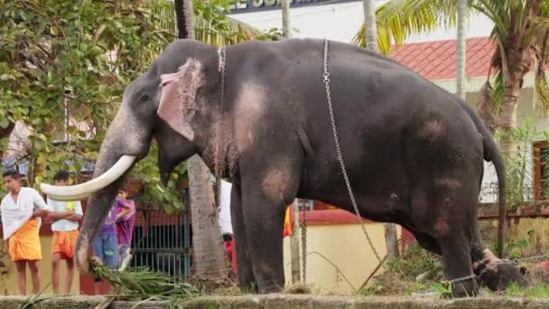 Temple elephant parked on the street in Fort Kochi, India — Stock Video