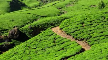Munnar, Kerala, Hindistan 'daki çay tarlaları.