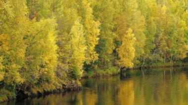 Orman nehri ile güzel sonbahar manzarası. 