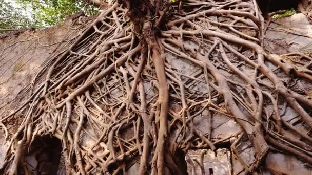 Ruínas do Forte de Yashwantgad com paredes antigas cobertas por raízes em Maharashtra, Índia — Vídeo de Stock