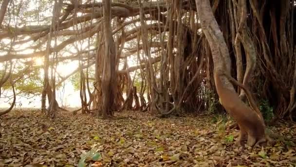 Steadicam shot of a beautiful banyan tree at early morning — ストック動画