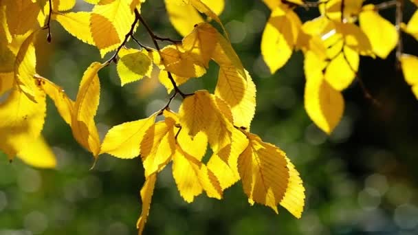 Beautiful autumn birch tree leaves with backlight — Stock Video