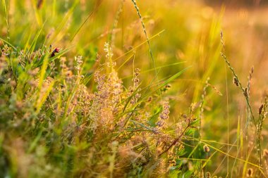 Yazın çayır olan güzel ekoloji doğa manzarası