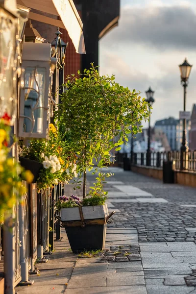 Träd i en kruka på trottoaren gatan tidigt på morgonen i europeiska staden — Stockfoto