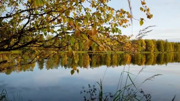 Őszi nyírfa a tó partján Finnországban. — Stock videók