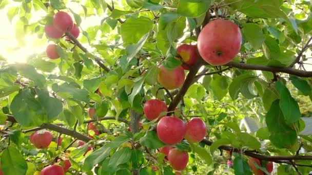 Äppelträd med röda äpplen på nära håll — Stockvideo