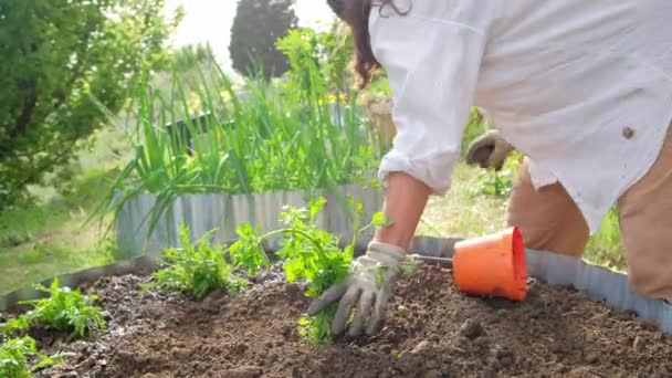 Femme italienne élégante plantant des légumes à salade dans un petit jardin biologique — Video