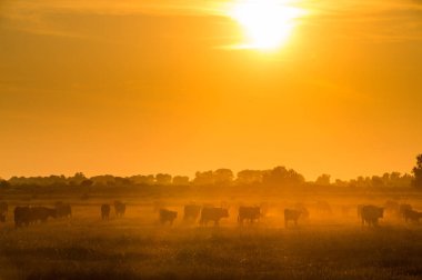 Güneş ışığı altında Fransa, Camargue araziyi çalışan boğa