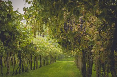 üzüm alanları Toskana, İtalya