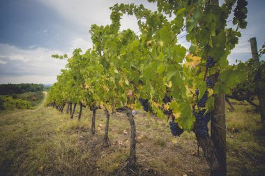 üzüm alanları Toskana, İtalya