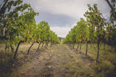 üzüm alanları Toskana, İtalya