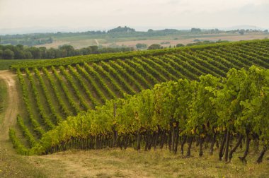 üzüm alanları Toskana, İtalya