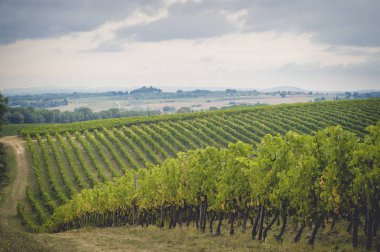 üzüm alanları Toskana, İtalya