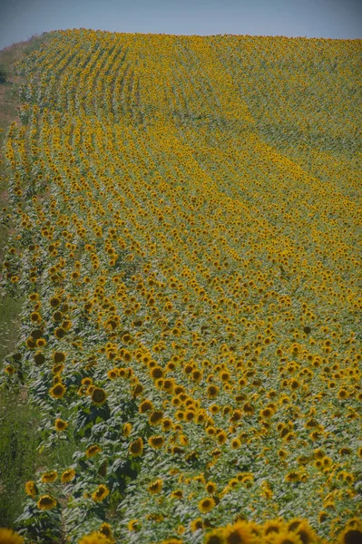 Provence, Fransa ayçiçeği tarlası
