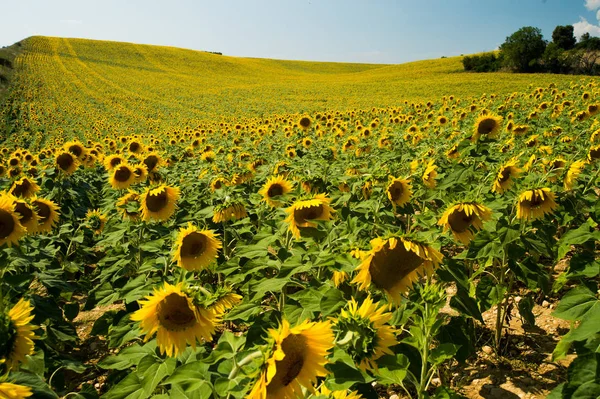 Provence, Fransa ayçiçeği tarlası