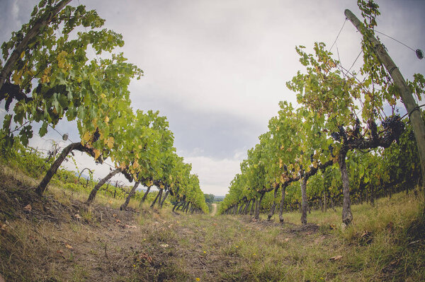 the grape fields in Tuscany, Italy