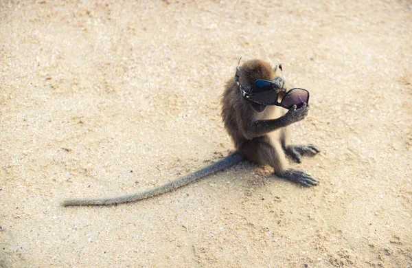 Affe trägt Sonnenbrille und sitzt im Sand — Stockfoto