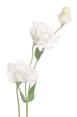 Beyaz izole güzellik beyaz çiçekler. Eustoma