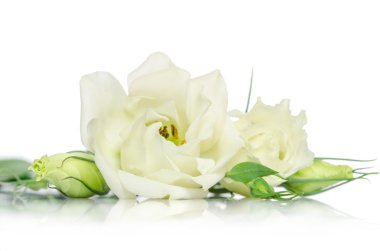 Beyaz arka plan üzerinde izole güzel beyaz eustoma çiçek