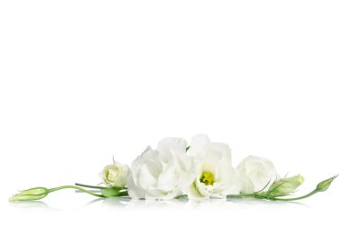 Beyaz arka plan üzerinde izole güzel beyaz eustoma çiçek