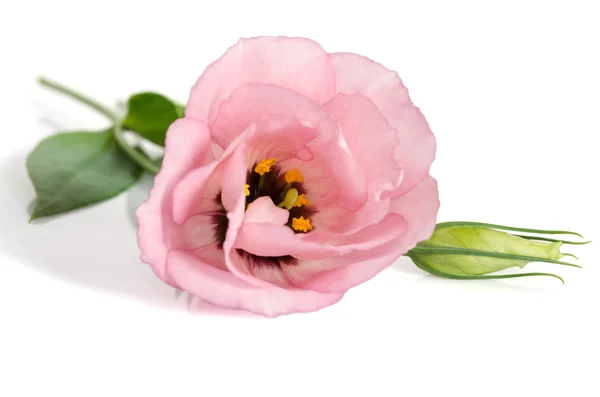 Bellissimo fiore rosa eustoma isolato su sfondo bianco — Foto Stock