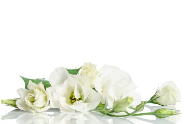 Beyaz arka plan üzerinde izole güzel beyaz eustoma çiçek