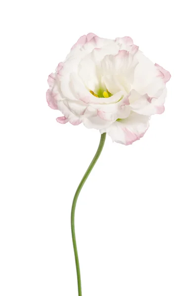 Szépség fehér virág elszigetelt fehér. Eustoma — Stock Fotó