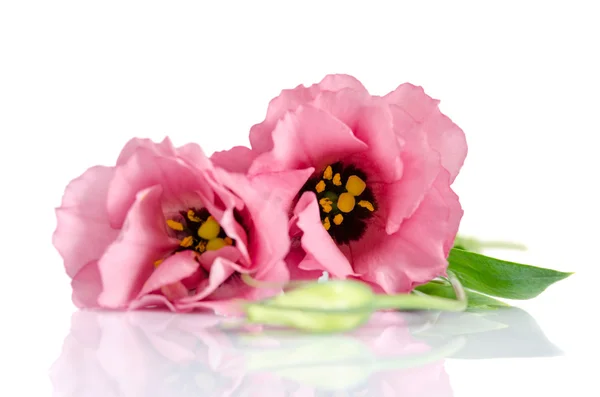 白い背景に分離された美しいピンクのトルコギキョウの花 — ストック写真