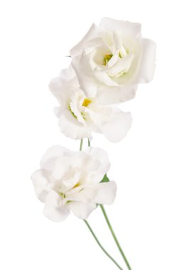 Beyaz izole güzellik beyaz çiçekler. Eustoma