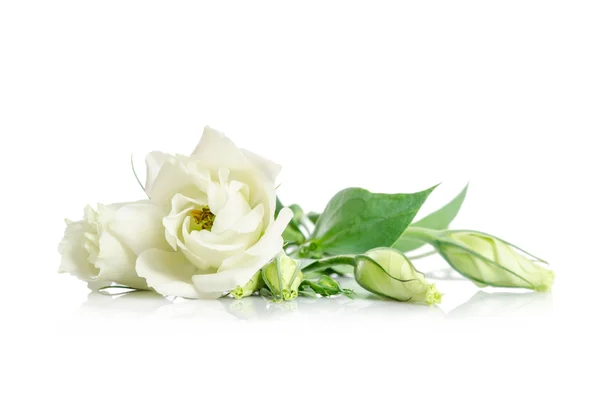 Beautiful white eustoma flowers isolated on white background — Stock Photo, Image