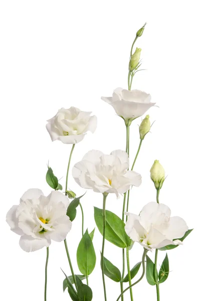 Hermosas flores de eustoma aisladas sobre fondo blanco —  Fotos de Stock