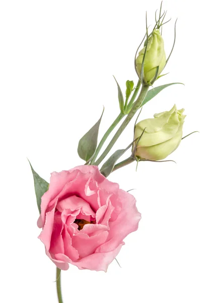 Schoonheid roze bloem met toppen op wit wordt geïsoleerd. Eustoma — Stockfoto