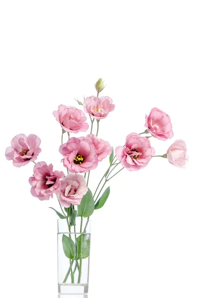 Bunch of pink eustoma flowers in glass vase isolated on white — Stock Photo, Image