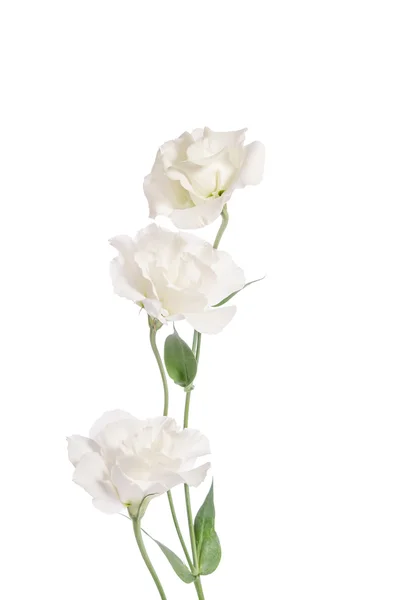 Beleza flores brancas isoladas em branco. Eustoma — Fotografia de Stock