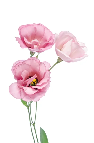 Pink eustoma flowers  isolated on white — Stock Photo, Image