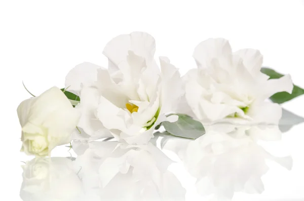 Belles fleurs d'eustomes isolées sur fond blanc — Photo