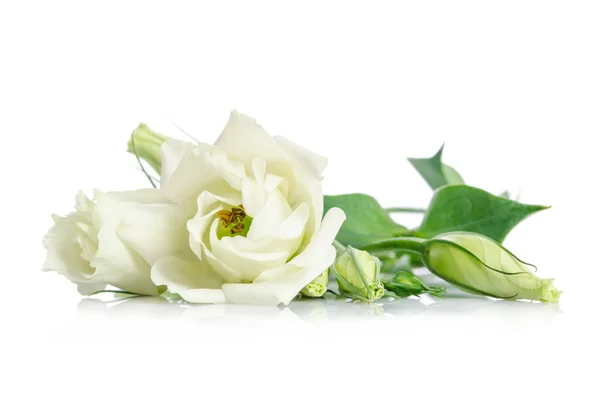 Beautiful white eustoma flowers isolated on white background — Stock Photo, Image