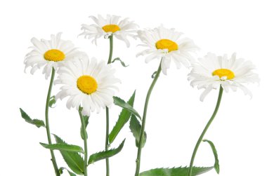 güzel chamomiles üzerinde beyaz izole