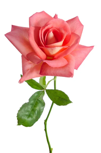 Hermosa rosa rosa fresca aislada sobre fondo blanco — Foto de Stock