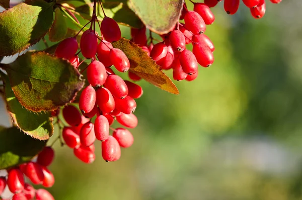Червоні ягоди на дереві — стокове фото