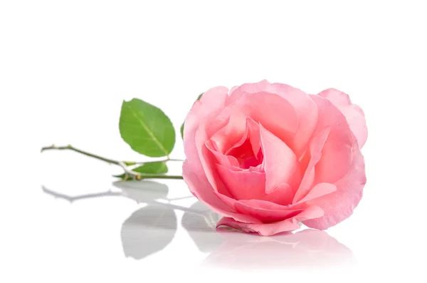 Gyönyörű egyetlen rózsaszín rózsa, fehér alapon fekve — Stock Fotó