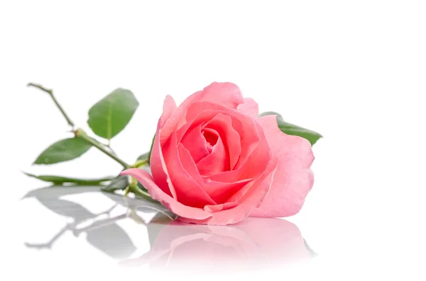 Beautiful single pink rose lying down on a white background — Stock Photo, Image