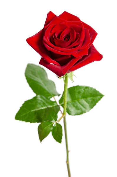 Hermosa rosa roja aislada sobre fondo blanco — Foto de Stock