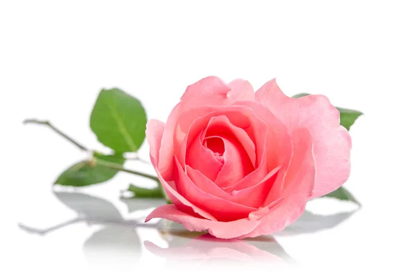 Krásná růžová jediné růže, vleže na bílém pozadí — Stock fotografie