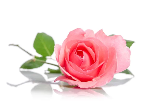 Schöne einzelne rosa Rose liegend auf weißem Hintergrund — Stockfoto