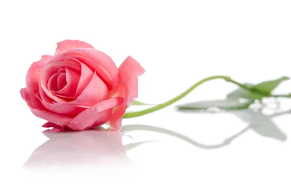 Beautiful single pink rose lying down on a white background — Stock Photo, Image