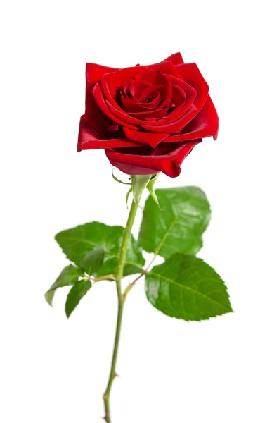 Hermosa rosa roja aislada sobre fondo blanco — Foto de Stock